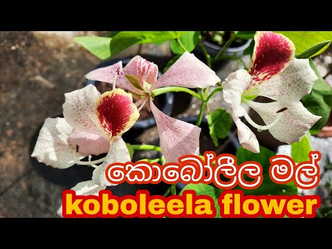 Red Koboleela Flower | Srilanka | Baubinia Acuminate | රතු කොබෝලීල මල