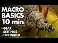 Insect Macro Photography Basics in 10 Minutes