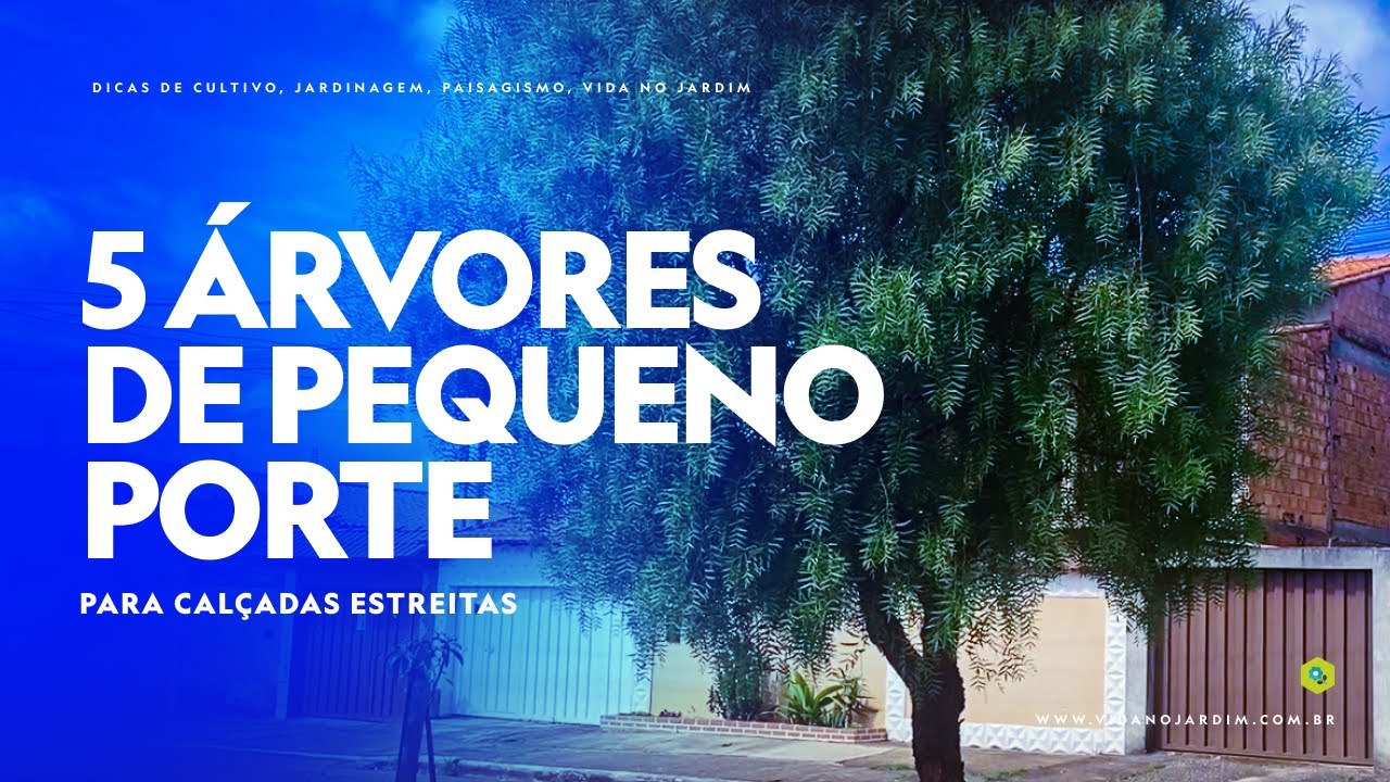 5 árvores de pequeno porte para calçadas estreitas