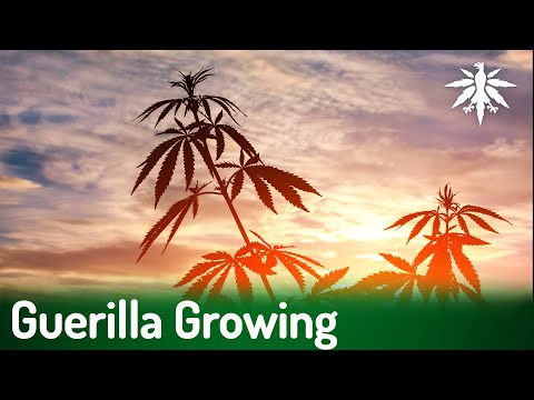 Guerilla Growing | DHV-News # 435