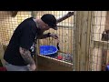 WARNING LIVE FEEDING Bobcat Eats Rat