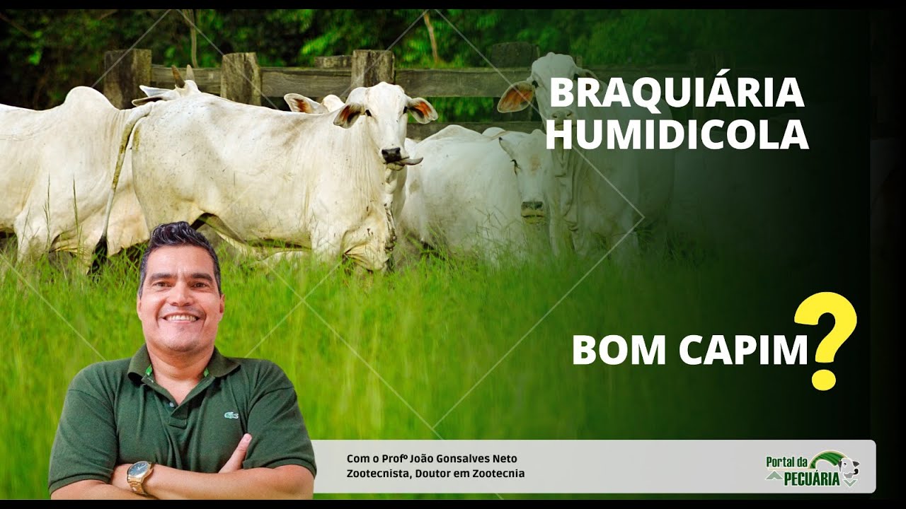 Is Brachiaria Humidicola a good grass?