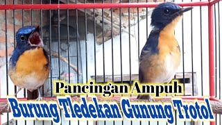 Download lagu Pancingan Ampuh Sulingan Gunung Trotol Gacor mp3 Download lagu Pancingan Ampuh Sulingan Gunung Trotol Gacor mp3