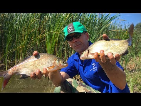 Okrągły karp i leszcze na klasyczny feeder / woda PZW Głuchów / wędkarstwo