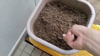 Increase the number of Kujo green onion plants you bought Infinite cultivation 2025-06-11