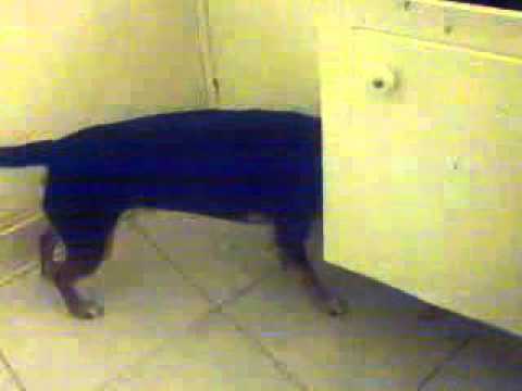 The smartest dog in the world--Rufus