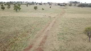 preview picture of video 'Wild pigs on drone'