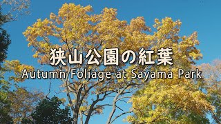 狭山公園の紅葉