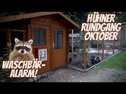 Hühner Rundgang Oktober 2021 - Waschbär Alarm -
