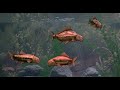 Monty Python   Fish Tank