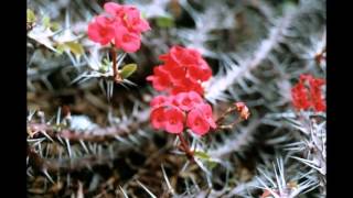 Anna Oxa + Chayanne - Caminando Caminando (Spanish version)