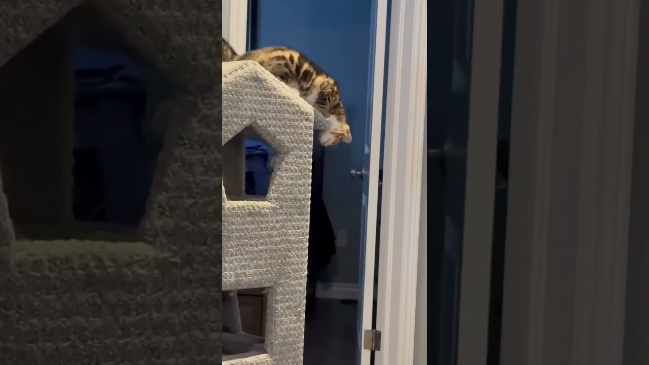 Enlarge Sammy, an adopted Domestic Short Hair in Brantford, ON video 4/4