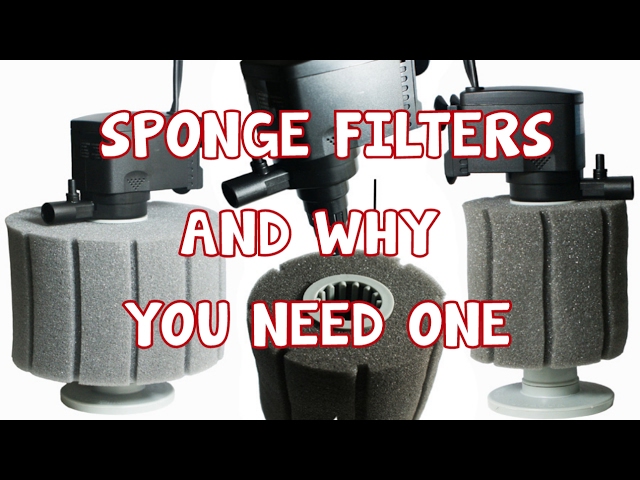 AQUARIUM SPONGE FILTERS AND WHY YOU NEED ONE