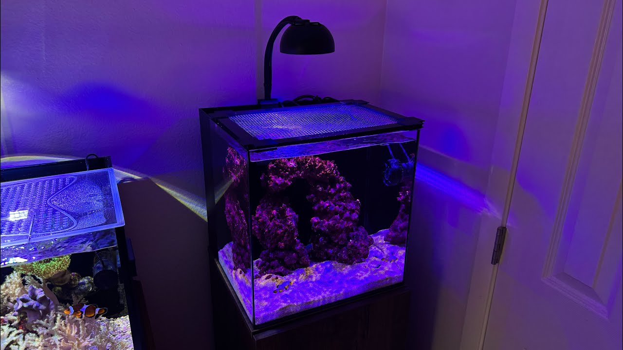 The Real Cost of a 15-Gallon Reef Tank: What This Budget Build Gets Right