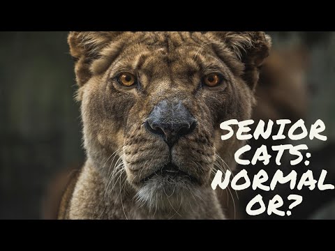 Senior Cats: Normal aging change or?