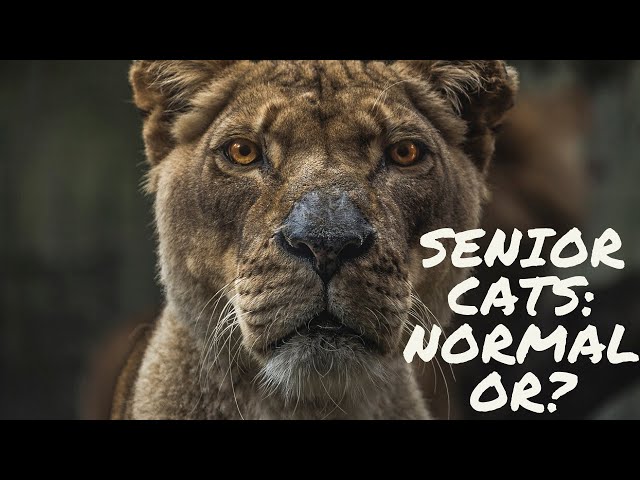 Senior Cats: Normal Aging Change Or?