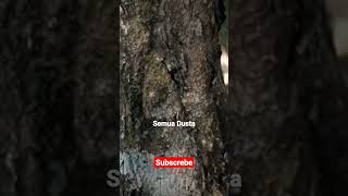 Download lagu DHINO Oihu.                              cipt. dhino oihu. mp3