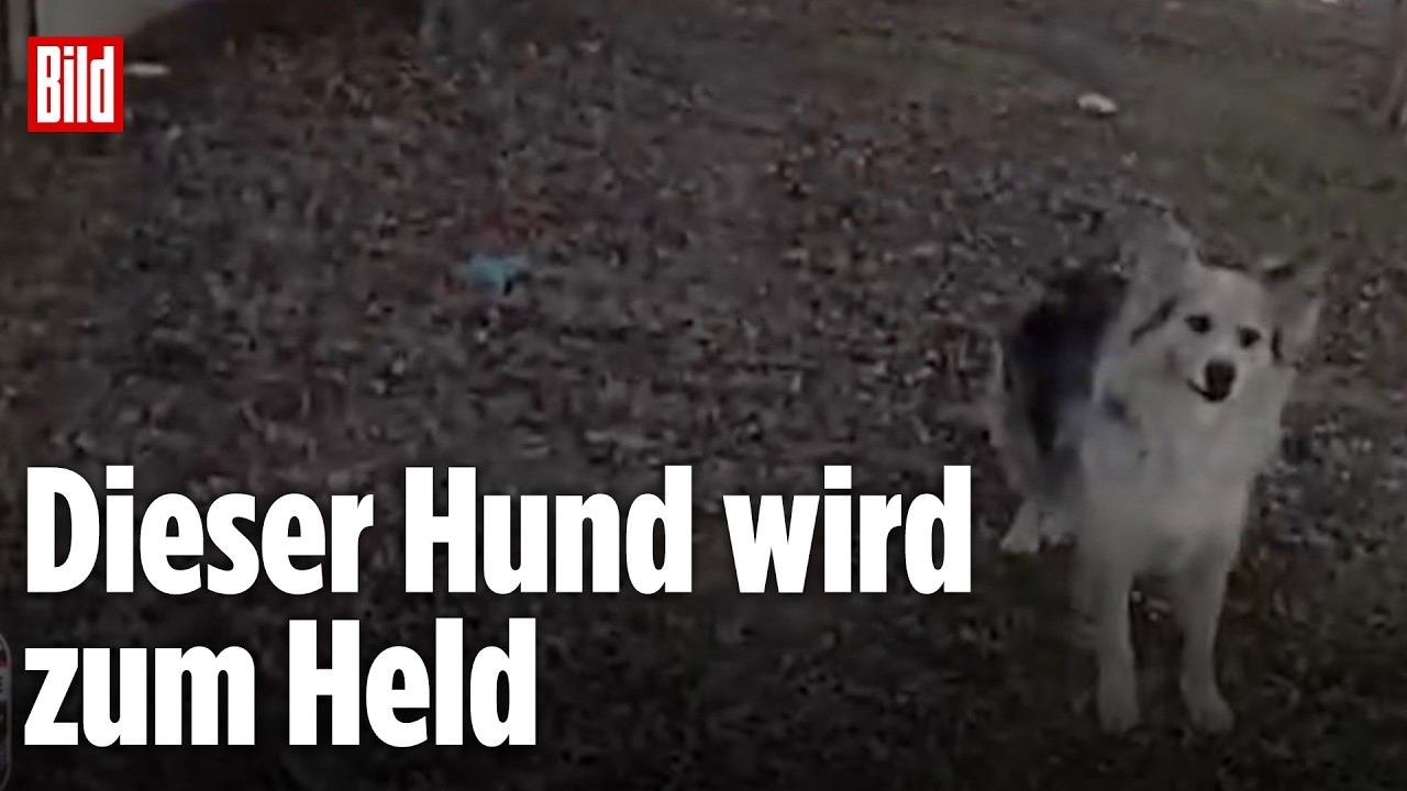 HELD AUF VIER PFOTEN: Hund rettet vermissten Jungen – Polizei folgt tierischem Retter