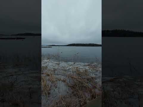 Forest and Beach in Sweden.(2)