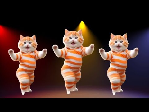😹 Cat Videos Funny Dance 💃 कैटडांस 😻😺Baile de Gatos #funnycat #dancingcat  #TanzendeKatze, #cattok