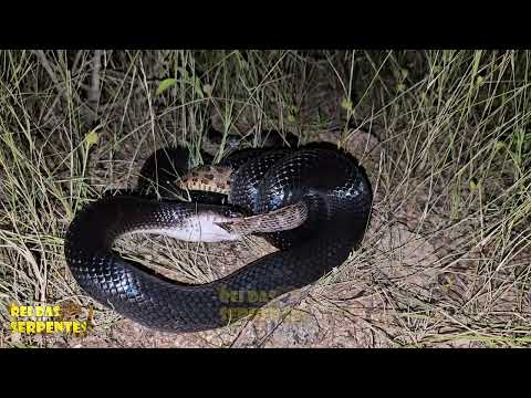 cobra preta caçando e encontrando a temida jararaca do sertão