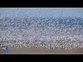 Tens Of Thousands Of Seagulls Fill The Skies Over Wetlands In North China