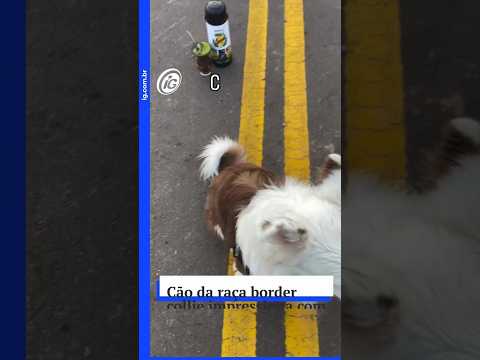 Cão da raça border collie impressiona com disciplina implacável