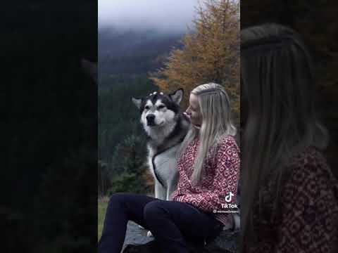 Breed's Dog Lovers in Tunisia  #husky #huskylove #cutedog #puppylove