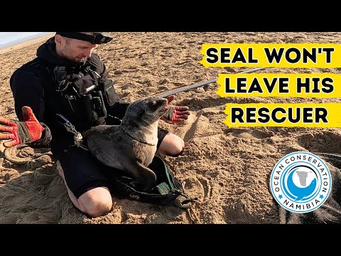 Seal Won't Leave His Rescuer!