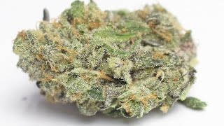 Fire Alien Black - (Strain Review) by Strain Central