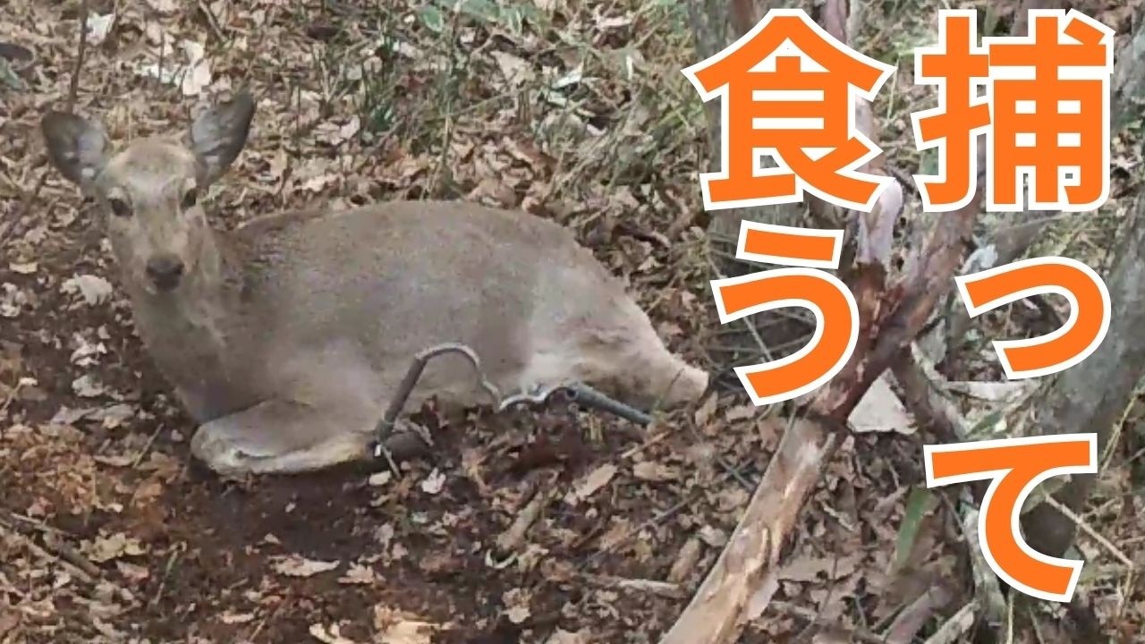 ３月エゾ鹿２頭目が捕れた！！焼肉おいちい