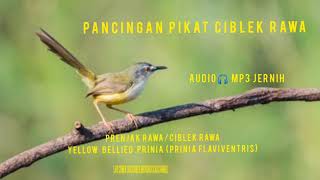 Download lagu SUARA PANCINGAN PIKAT CIBLEK RAWA/PRENJAK RAWA 100%AMPUH mp3