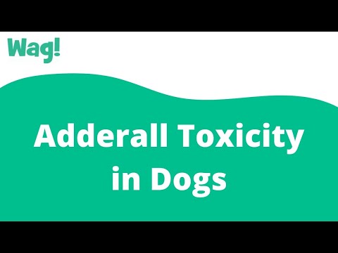 Do Drug Dogs Smell Adderall