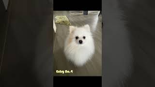 【これが分かればポメラニアンマイスター！】1枚だけ違う子の写真を見つけて！！　Please find out one different Pomeranian picture  #shorts