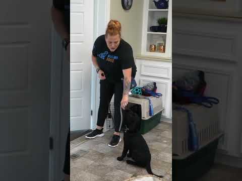 Do THIS Every Morning After You Feed Your Puppy!