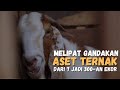 Sukses Ternak Kambing Boer Dari Pekerjaan Sampingan Jadi Usaha Pokok Dengan Populasi Ratusan Ekor