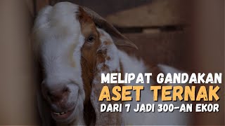 Download lagu Sukses Ternak Kambing Boer, Dari Pekerjaan sampingan Jadi Usaha Pokok Dengan Populasi Ratusan Ekor mp3