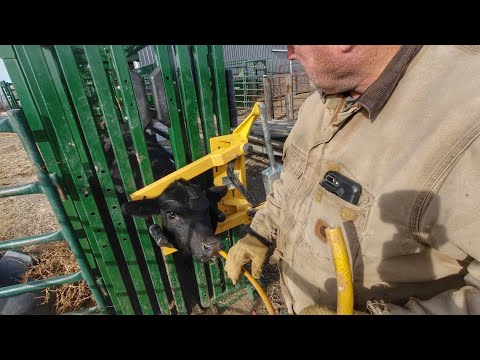 Trying to Help a Calf