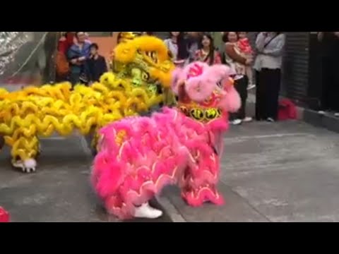 Chinese New Year 2026 Lion Dance Performance, Hong Kong Tai Po 馬年 年初三舞獅表演 #happynewyear