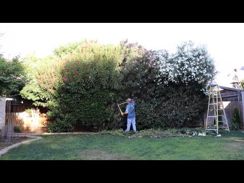 Tackling Our 20' Oleander Hedge ~ birdhouse garden