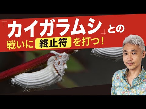蘭のコナカイガラムシを駆除するにはどうすればよいですか?それらを永久に除去するための5つの自然な治療法  庭園