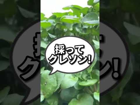 クレソンについて詳しく解説
