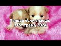 🍓Танцуй если знаешь этот тренд 2024🍓