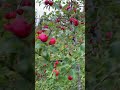 PRETTIEST apple trees in the world !?