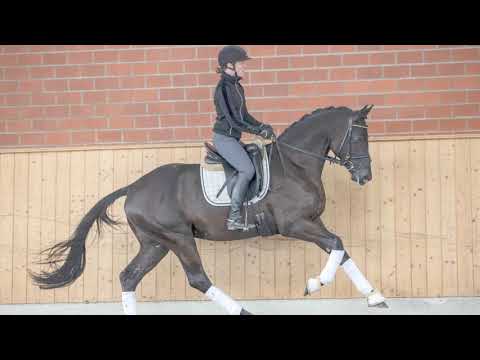 Kornkönig *2017, Stallion by Millennium - Donaufischer