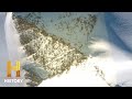 MAN-MADE PYRAMIDS FOUND IN ANTARCTICA | The UnXplained | #Shorts