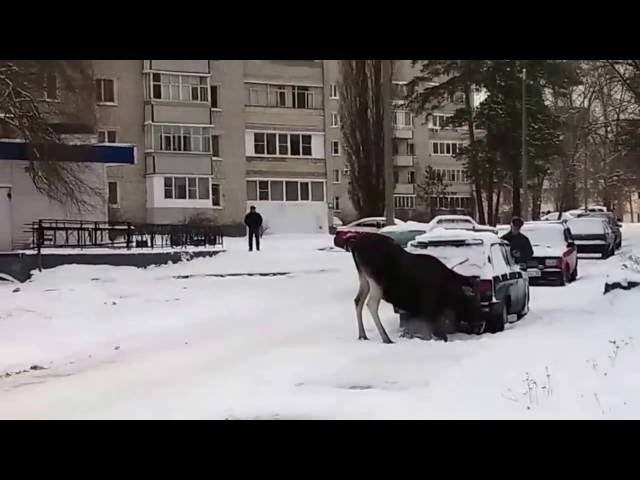 Видео дня: лось-токсикоман удивил хозяина «Жигулей»