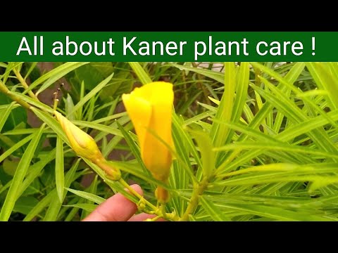 , title : 'Kaner plant care and grow at home |How to care yellow oleander plant'