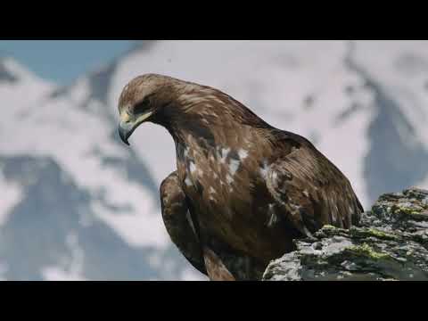 Frühling: Jahreszeiten in der Wildnis - Dokumentation Deutsch