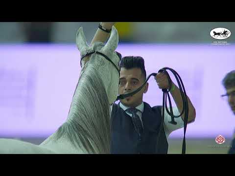 UAE National Championship 2021  Class 6